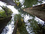 Redwood National Park - by Jeremy